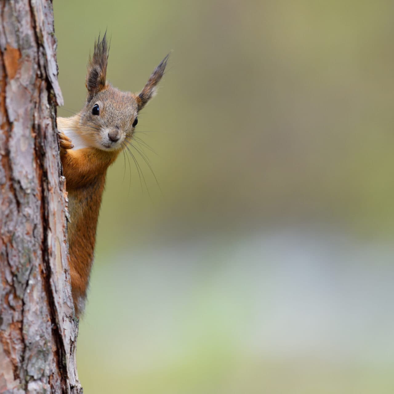 tall,grön,ekorre,Sciurus vulgaris
